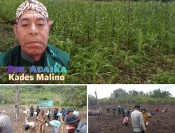 Implementasi Ketahanan Pangan, Desa Malino Gelar Penanaman Jagung Serentak 1 Juta Hektar dan Penanaman Padi Gogo