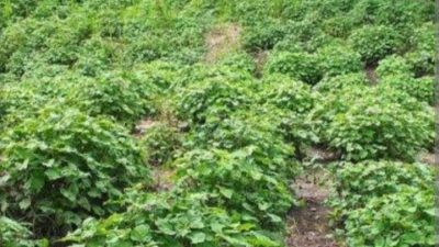 Harga Nilam Anjlok Ini Solusi Ketua 87 Hukum & Kriminal Indonesia