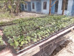 BUMDes Lonsom Jaya Desa Timbong, Progres Tahap I Penyemaian 5000 Bibit Sayur Terong
