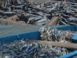 Alih Muatan Ikan di Tengah Laut Rugikan Daerah, Perlu Komitmen Tegas