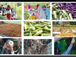 BUMDesa di Kab. Banggai Laut, Tunjukkan Keberhasilan Program Ketahanan Pangan