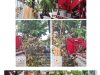 Dinas Lingkungan Hidup Kota Manado Rutin lakukan Penanganan Pemangkasan Pohon beresiko , “Sinergitas semua pihak juga dibutuhkan “