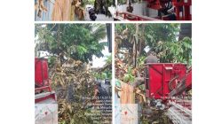 Dinas Lingkungan Hidup Kota Manado Rutin lakukan Penanganan Pemangkasan Pohon beresiko , “Sinergitas semua pihak juga dibutuhkan “