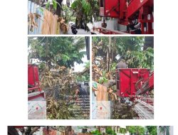 Dinas Lingkungan Hidup Kota Manado Rutin lakukan Penanganan Pemangkasan Pohon beresiko , “Sinergitas semua pihak juga dibutuhkan “
