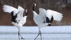 Bukan Hanya Manusia yang Menari