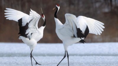 Bukan Hanya Manusia yang Menari