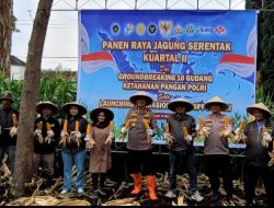 Perhutani Laksanakan Panen Raya Jagung Kuartal II Tahun 2026 di Cisarua