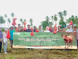 Perkuat Harmonisasi dengan Masyarakat, PT IGIP Salurkan 5 Ekor Sapi Kurban di Morowali