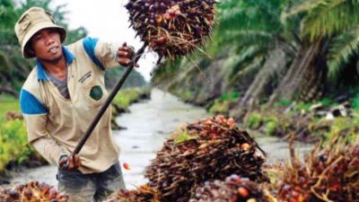 Kritik Ekspor Satu Pintu Via Danantara, APCASI: Seperti Bakar Lumbung demi Bunuh Tikus