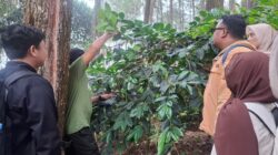 Perhutani KPH Bandung Utara Laksanakan Ubinan Kopi untuk Tingkatkan Produktivitas Agroforestri