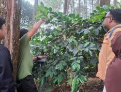 Perhutani KPH Bandung Utara Laksanakan Ubinan Kopi untuk Tingkatkan Produktivitas Agroforestri