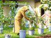 Optimalkan Lahan Terbatas, Panti Putra Utama 3 Jadikan Urban Farming Program Unggulan