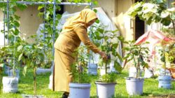 Optimalkan Lahan Terbatas, Panti Putra Utama 3 Jadikan Urban Farming Program Unggulan