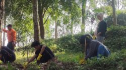 Perhutani Bersama BEM FISIP UNPAD Gelar Penanaman Pohon di Wisata Legok Haji