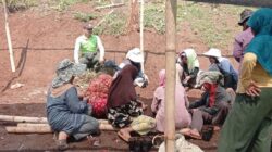 Perhutani Bandung Utara Tingkatkan Kualitas Persemaian melalui Pembinaan dan Evaluasi